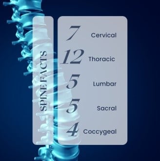 facts about the spine
